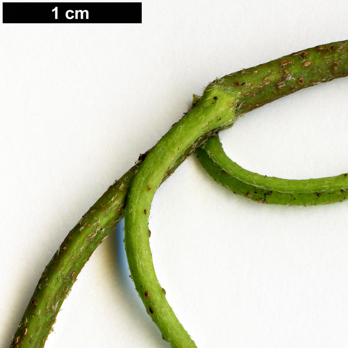 High resolution image: Family: Adoxaceae - Genus: Viburnum - Taxon: dentatum